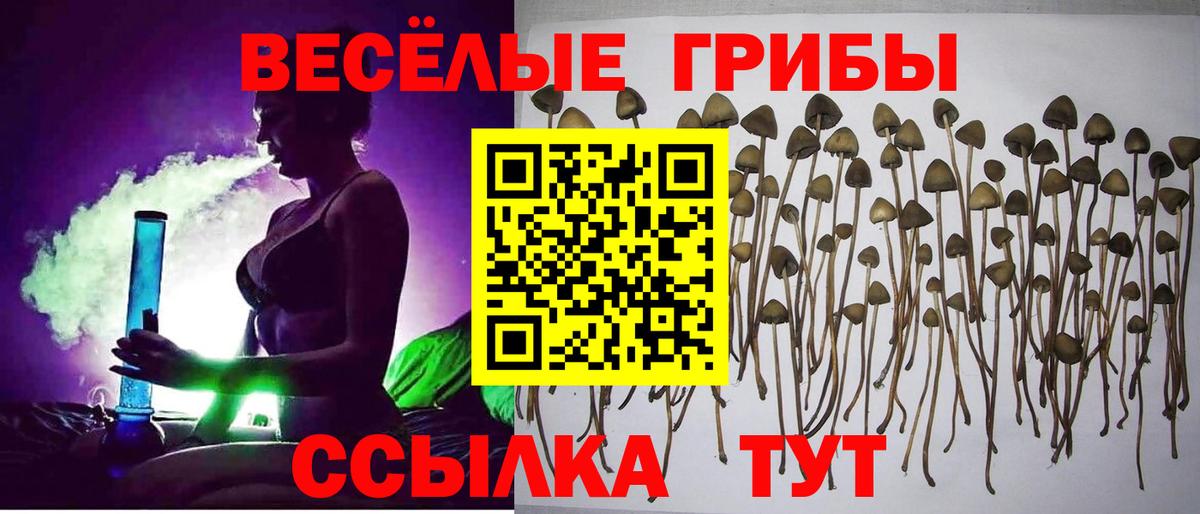 Сердобск  Псилоцибиновые грибы мицелий  Вход с VPN 